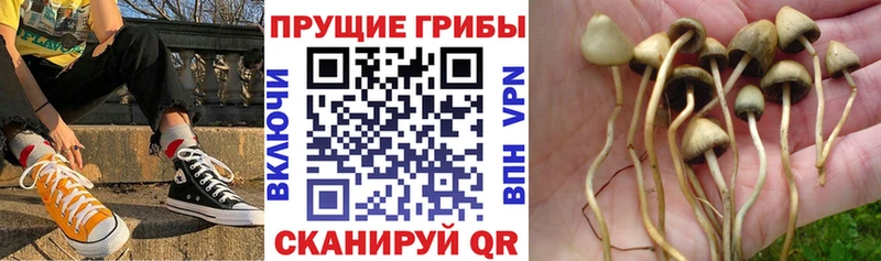 цена   Калач  Галлюциногенные грибы прущие грибы 